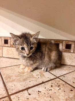 Nicole -  Torbie Cat for Adoption in Clarksville, Tennessee - Nicole | PetCurious