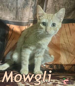Rescue Domestic Short Hair Cats for Adoption in Douglasville, Georgia - Mowgli | PetCurious
