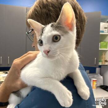 Michael -  Domestic Short Hair Cat for Adoption in Washington, District Of Columbia - Michael | PetCurious