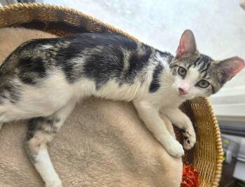 Arlo -  Tabby Cat for Adoption in Fort Myers, Florida - Arlo | PetCurious