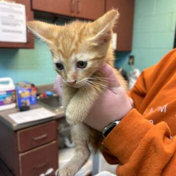 Rescue Domestic Short Hair Cats for Adoption in Gadsden, Alabama - Ceviche | PetCurious