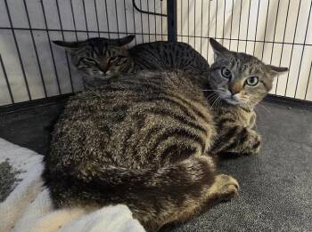 Domestic Short Hair Cats Available for Adoption in Dickson, Tennessee - Lumi | PetCurious