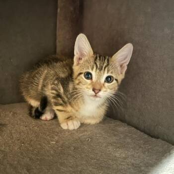 Domestic Short Hair Cats Available for Adoption in Yucca Valley, California - Neteyam | PetCurious