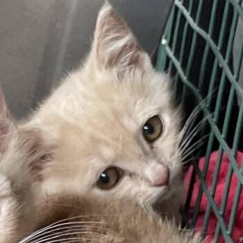 Mona -  Domestic Short Hair Cat for Adoption in Eureka Springs, Arkansas - Mona | PetCurious