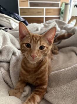 Sherbert & Julius - KITTENS in foster -  Domestic Short Hair Cat for Adoption in Alexandria, Virginia - Sherbert & Julius - KITTENS In Foster | PetCurious