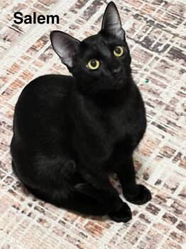 Rescue Domestic Short Hair Cats for Adoption in The Woodlands, Texas - Salem | PetCurious