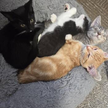 Peppermint Fizz -  Domestic Medium Hair Cat for Adoption in Layton, Utah - Peppermint Fizz | PetCurious