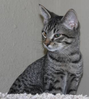 Rescue Domestic Short Hair Cats for Adoption in Huron, South Dakota - Twizzler | PetCurious