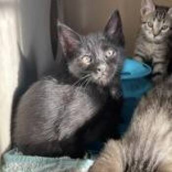 CJ - Butler Campus -  Domestic Short Hair Cat for Adoption in Flagstaff, Arizona - CJ - Butler Campus | PetCurious