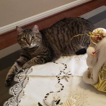 Domestic Short Hair Cats Available for Adoption - Imogen | PetCurious