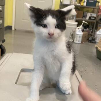 Cinnamon Roll -  Domestic Short Hair Cat for Adoption in West Des Moines, Iowa - Cinnamon Roll | PetCurious