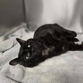 Domestic Short Hair Cats Available for Adoption in Martinsville, Virginia - Swirl | PetCurious
