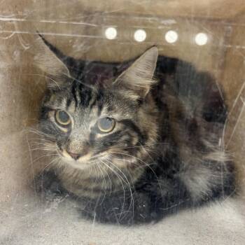 Momo -  Domestic Medium Hair Cat for Adoption in Reno, Nevada - Momo | PetCurious