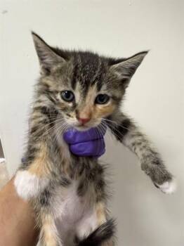 Domestic Short Hair Cats Available for Adoption in Doral, Florida - DOTTIE | PetCurious