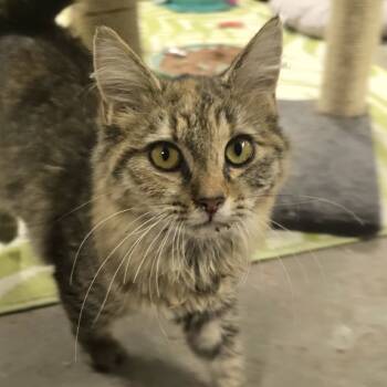 Rescue Domestic Long Hair Cats for Adoption in Etna, Pennsylvania - Venice | PetCurious