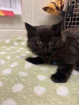 Traffic Cone -  Domestic Long Hair Cat for Adoption in Santa Rosa, California - Traffic Cone | PetCurious