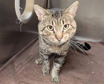 Rescue Domestic Short Hair Cats for Adoption in Moreno Valley, California - A545542 | PetCurious
