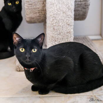 Rescue Domestic Short Hair Cats for Adoption in St. Cloud, Florida - Selene | PetCurious