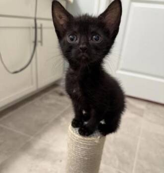 Rescue Domestic Short Hair Cats for Adoption in Raleigh, North Carolina - Angelica | PetCurious