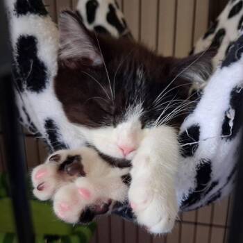 Cactus -  Domestic Short Hair Cat for Adoption in Parkersburg, West Virginia - Cactus | PetCurious