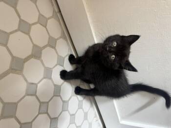 Delta -  Domestic Short Hair Cat for Adoption in Fruit Heights, Utah - Delta | PetCurious