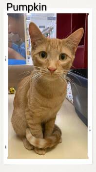 Domestic Short Hair Cats Available for Adoption in Caistor Centre, Ontario - Pumpkin | PetCurious
