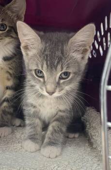 Crockett -  Domestic Short Hair Cat Available for Adoption in Lenoir City, Tennessee - Crockett | PetCurious