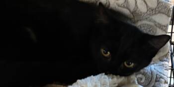 Rescue Domestic Short Hair Cats for Adoption in Elizabethton, Tennessee - MIDNIGHT | PetCurious