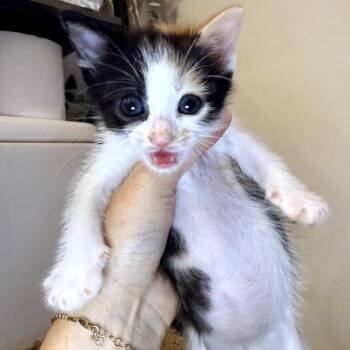 Domestic Short Hair Cats Available for Adoption in Long Beach, California - Strawberry | PetCurious