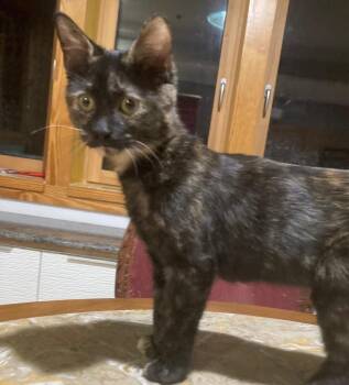 Northern Lights26 -  Domestic Short Hair Cat for Adoption in Youngsville, North Carolina - Northern Lights26 | PetCurious