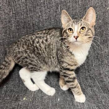 Domestic Short Hair Cats Available for Adoption in Waterloo, Iowa - Maru | PetCurious