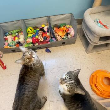 Socks & Willy -  Domestic Short Hair Cat for Adoption in Kingston, Massachusetts - Socks & Willy | PetCurious