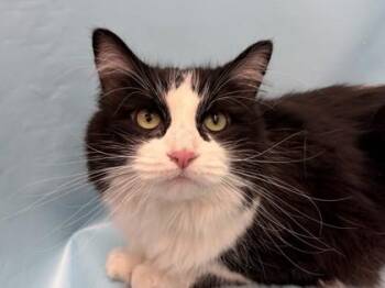 Phoebe -  Domestic Long Hair and Domestic Short Hair Cat for Adoption in Golden Valley, Minnesota - Phoebe | PetCurious