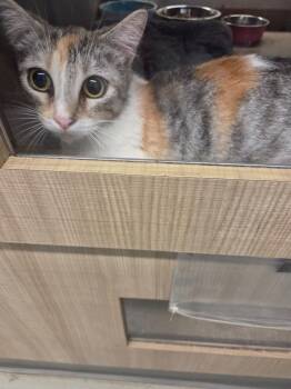 Callie -  Calico Cat Available for Adoption in Bossier City, Louisiana - Callie | PetCurious