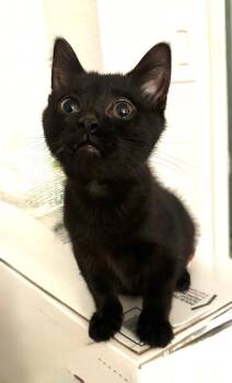 Tony -  Domestic Short Hair Cat for Adoption in Troy, Michigan - Tony | PetCurious