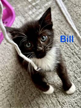 Bill -  Domestic Short Hair Cat for Adoption in Reston, Virginia - Bill | PetCurious
