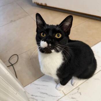 Domestic Short Hair Cats Available for Adoption - Fritter | PetCurious