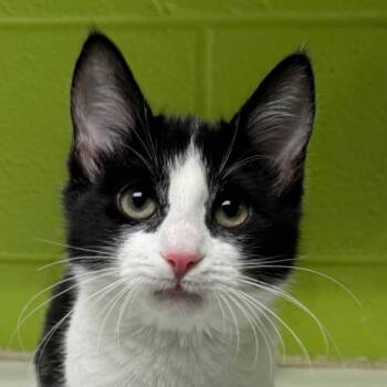 Rescue Domestic Short Hair Cats for Adoption in Oakville, Ontario - Magnolia | PetCurious