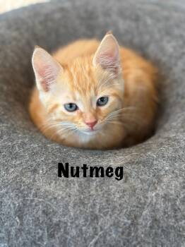 Nutmeg  -  Domestic Short Hair Cat Available for Adoption in Oak Bluffs, Massachusetts - Nutmeg  | PetCurious