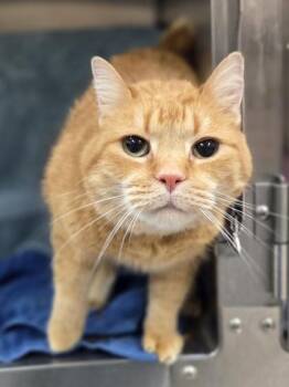 Domestic Short Hair Cats Available for Adoption in Westland, Michigan - Nacho Bell Grande | PetCurious