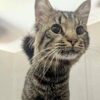Rescue Tabby Cats for Adoption in Green Valley, Arizona - Archie--Available With Bonded With Companion, Mouse | PetCurious