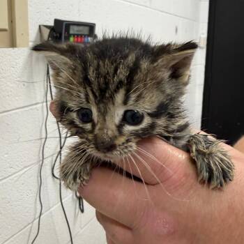 Domestic Short Hair Cats Available for Adoption in Ardmore, Oklahoma - Zara | PetCurious