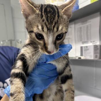Frankie -  Domestic Short Hair Cat for Adoption in Summerville, South Carolina - Frankie | PetCurious