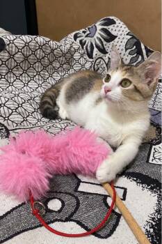 Loza -  Domestic Short Hair Cat for Adoption in Brampton, Ontario - Loza | PetCurious