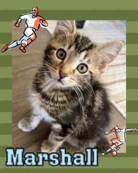Marshall -  Tabby Cat for Adoption in Pasco, Washington - Marshall | PetCurious