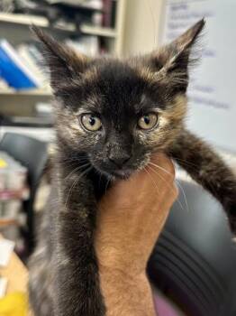 Nefertiti -  Domestic Short Hair Cat for Adoption in Wichita, Kansas - Nefertiti | PetCurious