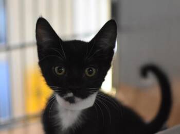 Plaid -  Domestic Short Hair Cat for Adoption in Portland, Oregon - Plaid | PetCurious