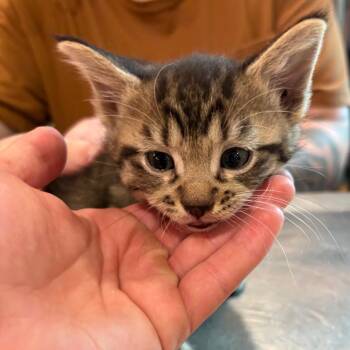 Empress -  Domestic Short Hair Cat for Adoption in West Des Moines, Iowa - Empress | PetCurious