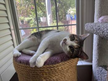 Tiny -  Calico Cat for Adoption in Charlotte, North Carolina - Tiny | PetCurious
