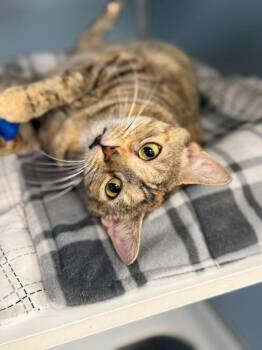 Sansa -  Domestic Short Hair Cat for Adoption in Milltown, New Jersey - Sansa | PetCurious